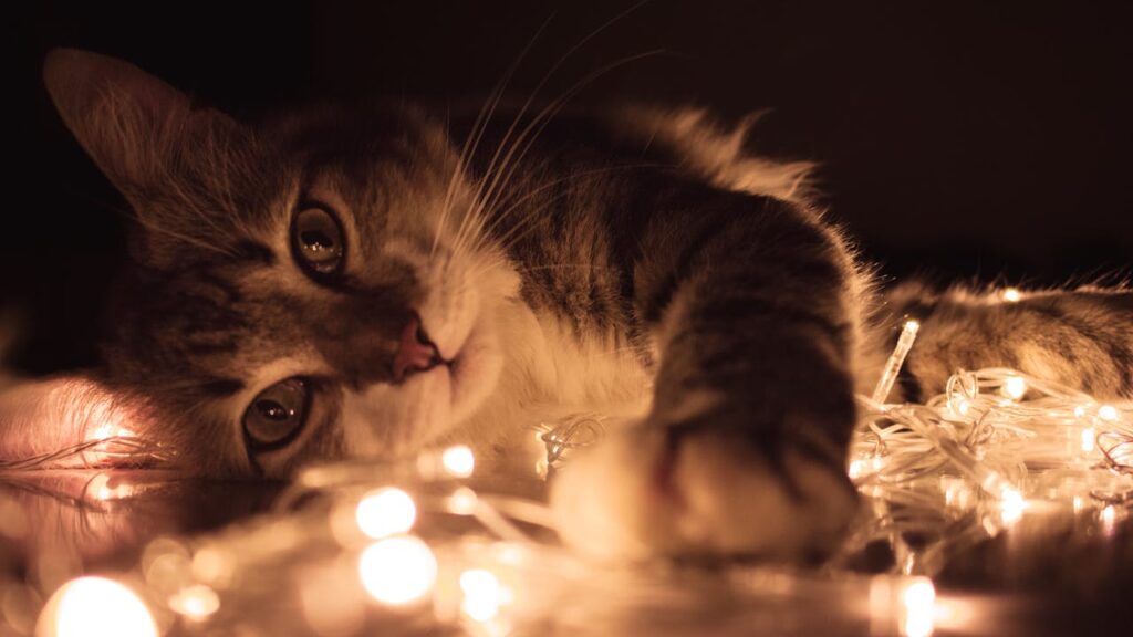 Cute kitten playing with warm glowing string lights indoors, creating a cozy atmosphere.